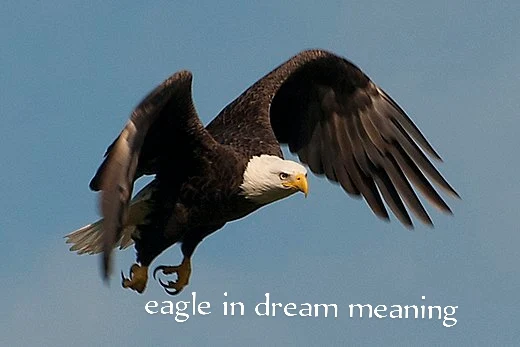 see Eagle in dream meaning