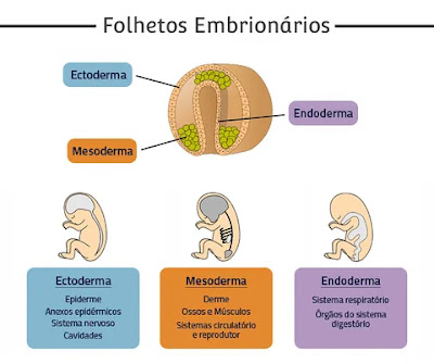 folhetos germinativos