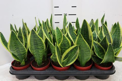 Sansevieria Futura Superba