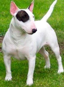 Foto de un perro Bull Terrier de raza mediana