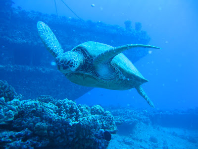 Hawaiian Honu on Hawaiian Honu  Turtle