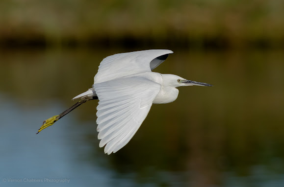 Little Egret in Flight Woodbridge Island Copyright  Vernon Chalmers