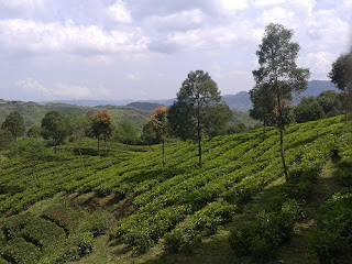 Kebun Teh Rancabali