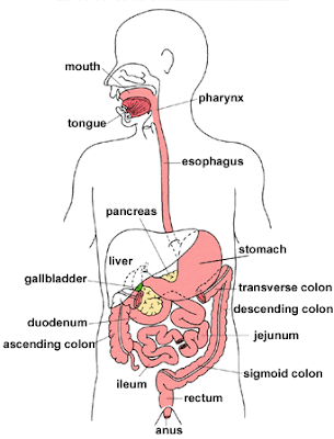 Diagram of digestive system | Simple digestive system diagram | Digestive system easy