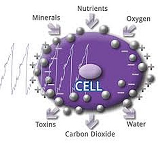 PEMF CELL PULSE