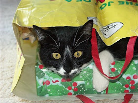 cat with Christmas gift