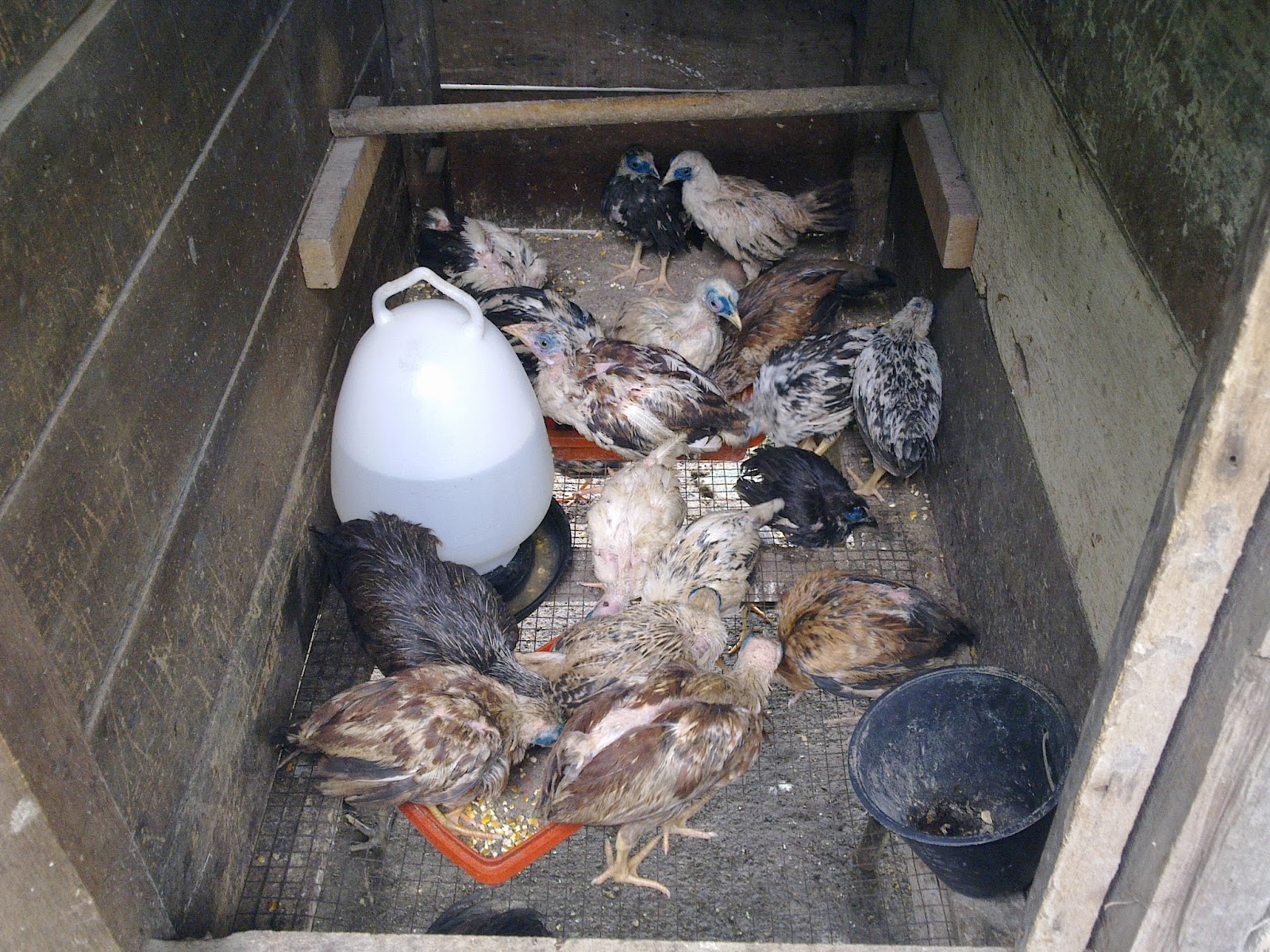 PEDAS AGRO FARM: Ubat Mata Untuk Ayam