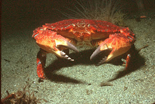 crab