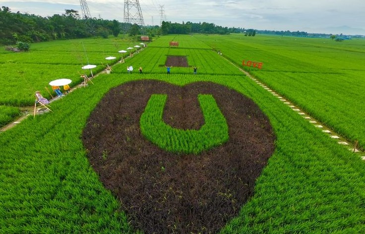 sawah lukis