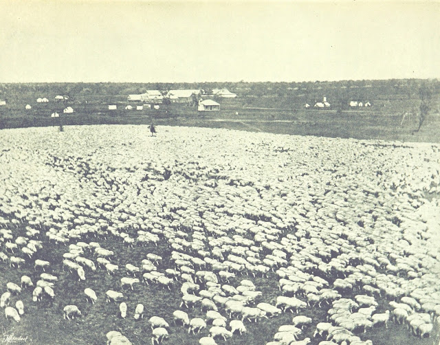 23,000 Sheep on the Coonamble 1895