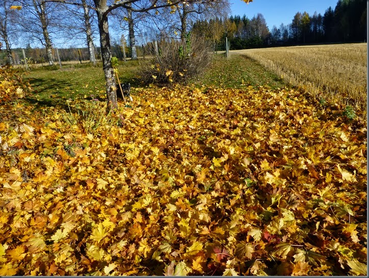 høst 006