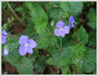 germander speedwell