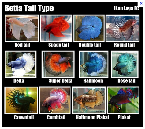 1001 Tipe Jenis Nama ikan Laga Crowntail  dan Cupang  
