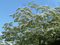 真っ白い花が樹木一面を覆い、さながら雪が積もっているのではないかと見違えるように感じた。 