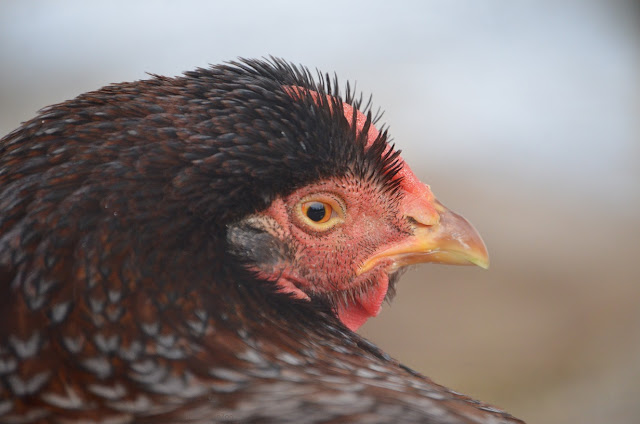 A close-up of a chicken. The beak is yellow, and there is bare, red skin around its eye and cheek. Feathers are reddish with gray edges.