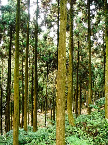 熊空休閒農場茶園森林浴芬多精