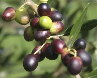 Manfaat buah zaitun (Olea europaea)
