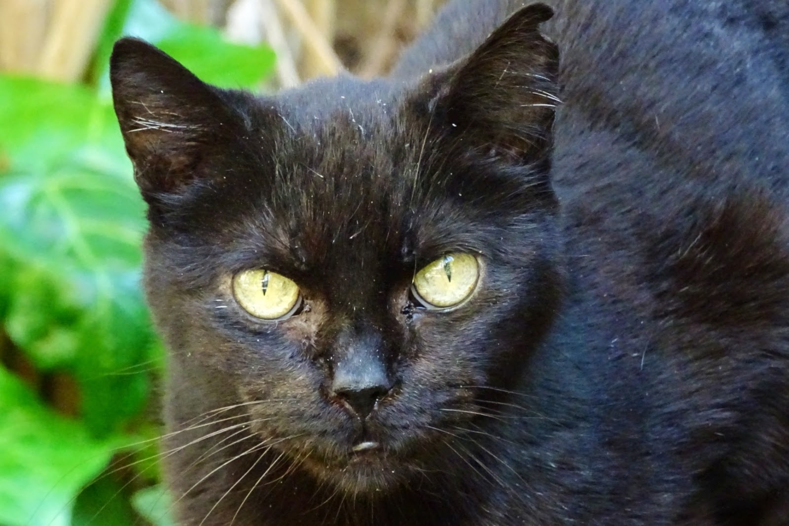 SANTICAT GATOS CIMARRONES: GATO NEGRO Y GATO ROJO