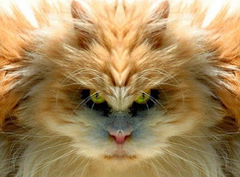 The Different Faces of Cats From Hell - Cool Stories and Photos