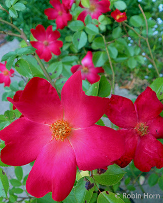 Red Rugosa Roses