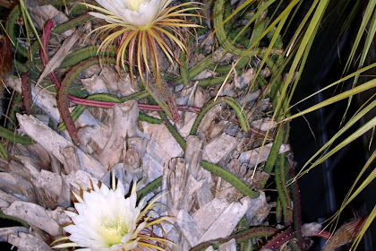 plant that blooms once a year at night