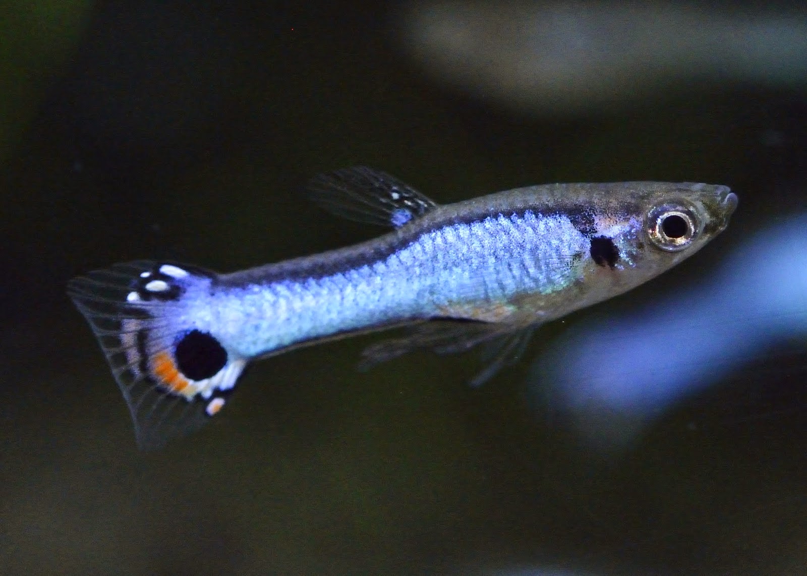 Guppy End 14 Guppy End 14