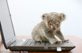 Orphaned baby koala was found on a roadside in Brisbane, Raymond the abandoned baby koala, baby koala pictures, baby koala on laptop