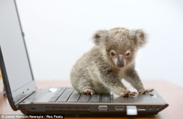 Orphaned baby koala was found on a roadside in Brisbane, Raymond the abandoned baby koala, baby koala pictures, baby koala on laptop