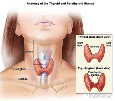 thryoid and parathyroid glands image