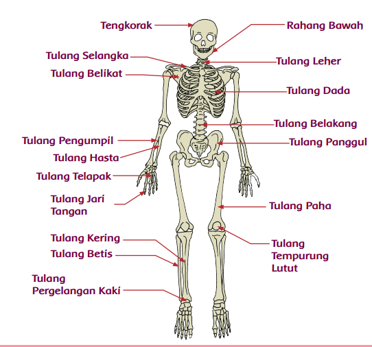  Organ  Gerak  Manusia dan  Hewan 