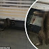 'Ini memang disengajakan, check CCTV!' - Kucing mati tersepit di roller shutter bank, dipercayai angkara khianat