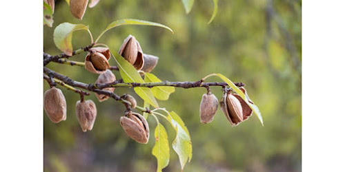  KACANG ALMOND ONLINE  Deli Serdang