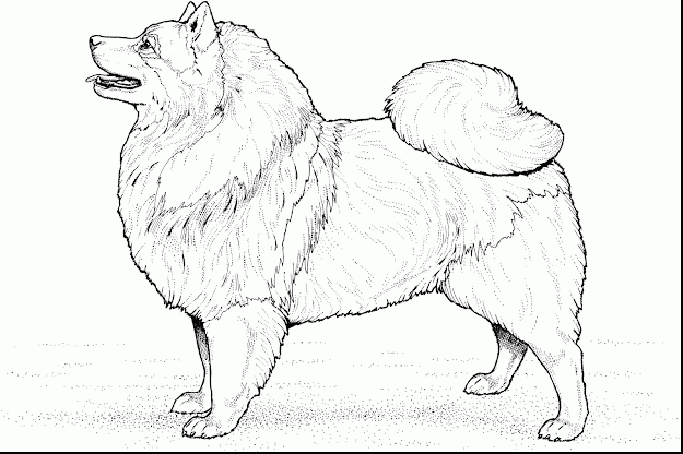 Wonderful Dog Breed Coloring Pages With Dogs Coloring Pages And Dogs  Coloring Pages For Adults