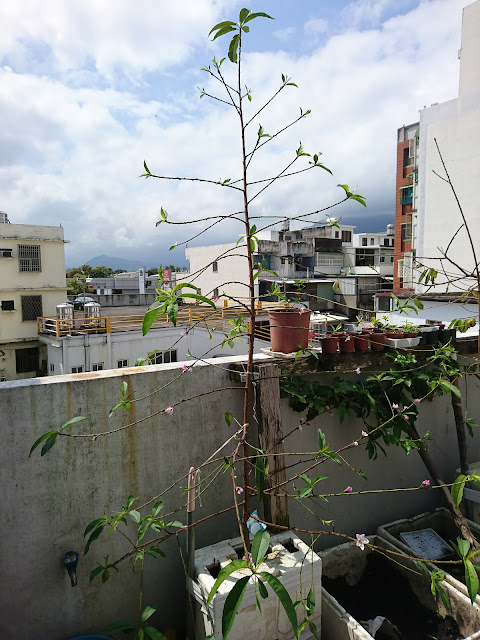 紅寶石水蜜桃，花Ruby peach, flower