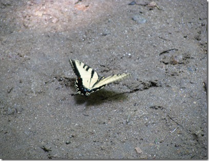 Butterfly at Waterfall