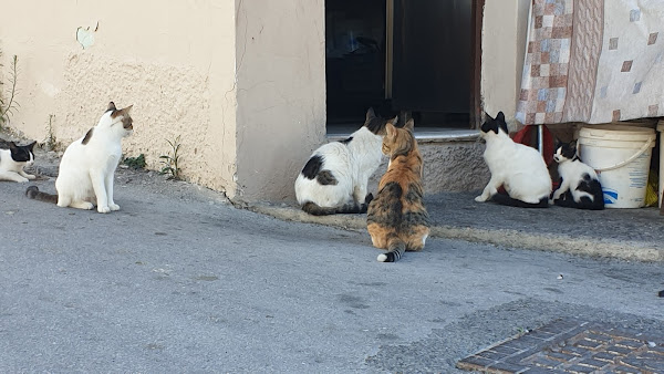 Cats at the kitchen door to one of the tavernas, obviously waiting for any morsels from the evening meal preparations
