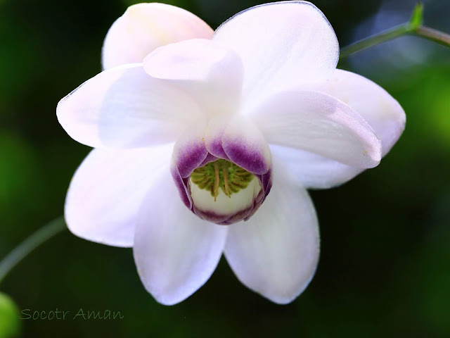 Anemonopsis macrophylla