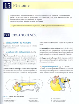 Télécharger Livre Gratuit ANATOMIE - Abdomen - Péritoine pdf