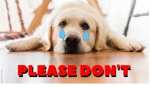🐶 14 Not Unusual Errors That Make Your Golden Retriever Uncomfortable (And How to Avoid Them)