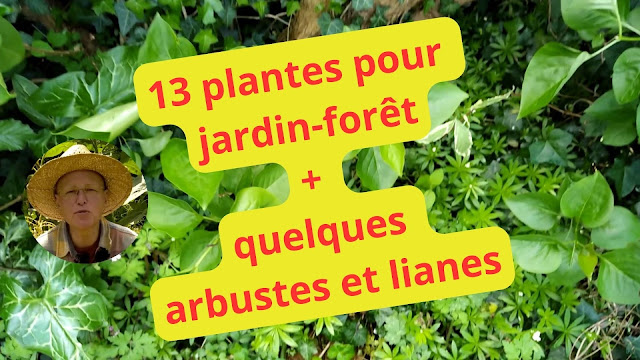 13 plantes pour jardin forêt + en bonus des arbustes et lianes (vidéo)