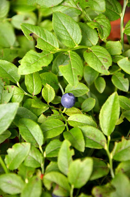 Waldheidelbeeren am Strauch.