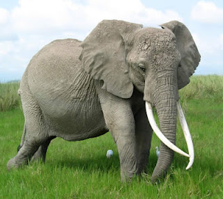 long tusk elephant