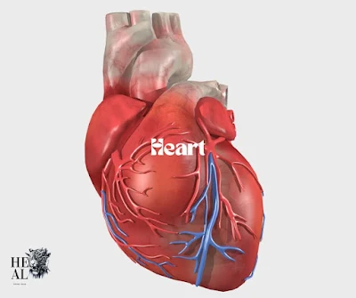Heart