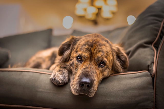 Dermatofitose em cães: o que é isso?