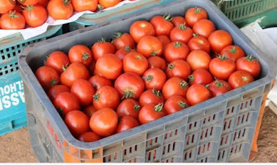 “حريرة رمضان”.. ستنخفض أسعار الطماطم إلى 3 دراهم ابتداء من يوم السبت