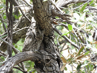 Whiskered Screech-Owl 