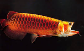 IKAN ARWANA