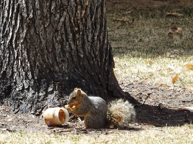 Yesterday we went to one of the many parks in Colorado Springs, which is a 20 minute drive from our house. There we walked and fed the squirrels. While Artem played on the playground, we were feeding curious animals. They are almost tame and throw themselves at your feet when you walk along the paths of the garden. And one even started to follow us, when we finished bread.   The weather was sunny and windless. We had a great time and rest.  Вчера мы ездили в парк Колорадо Спрингс, который находится в 20 минут езды на машине от нашего дома. Там мы гуляли и кормили белок. Пока Артем играл на детской площадке, мы занимались фотоохотой, прикармливая любопытных животных.  Белки почти ручные и сами бросаются под ноги, когда гуляешь по тропинкам сада. А одна белка даже начала на нас нападать, когда у нас закончился хлеб.   Погода была солнечная и безветренная. Мы прекрасно провели время и отдохнули.