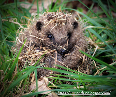 Hérisson dans le jardin - mange limaces - prédateur blaireau