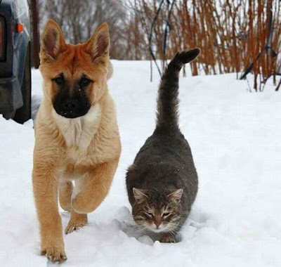 persahabatan kucing dan anjing 1